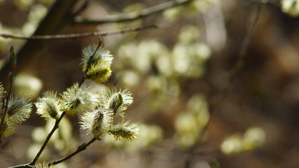 Willow blooms in spring, spring willow flower