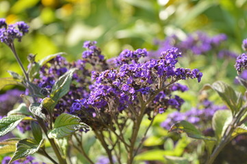 Beautiful park. Violet flowers.
