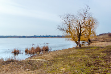 The bright landscape with the leafless old willow on the coast of the frozen pond