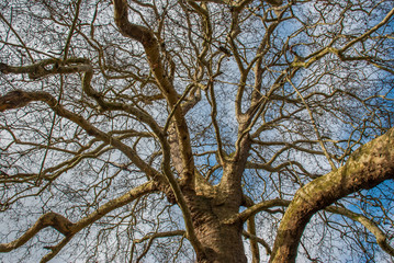 Looked up at the pattern of the big tree.