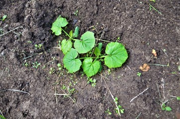 cucumber in the garden