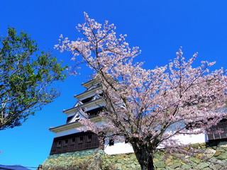 大洲城の桜