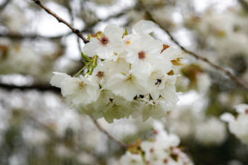 white flowers of apple tree