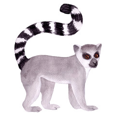 Watercolor hand painted lemur. Tropical wild animal clip art wildlife. Isolated on white background. Exotic funny cute animals in jungle. Illustration for children's design, baby, fabrics, textiles.