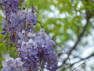 Jade Vine Mixed with Wild Wisteria Grows and Hangs Over Creekbed