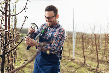 Young agronomist examine the blooming trees in orchard