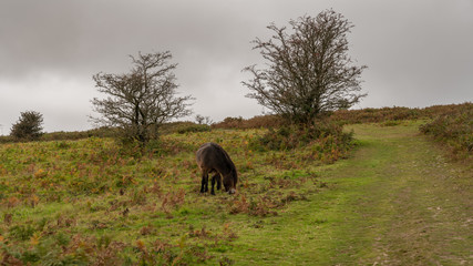 Horses in the Quantock Hills landscape near West Bagborough, Somerset, England, UK