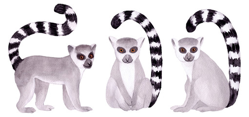 Watercolor hand painted lemur. Tropical wild animal clip art wildlife. Isolated on white background. Exotic funny cute animals in jungle. Illustration for children's design, baby, fabrics, textiles. © Anastasia