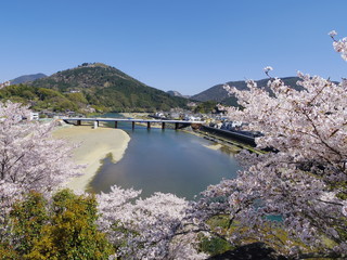 大洲城より望む肱川（春）