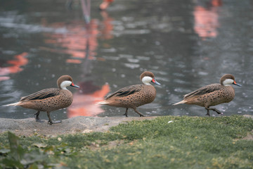 ducks in a pond