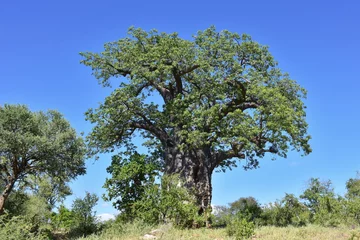 Foto op Canvas baobab tree against blue sky,Kruger national park in South Africa © gallas