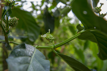 Many Fire ants on Tahitian noni tree, focus selective