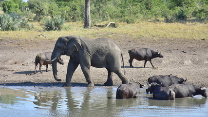 Fototapeta na wymiar big elephant and buffalos at waterhole,Punta Maria destinacion in Kruger national park in South Africa