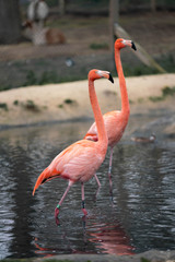flamingo in zoo