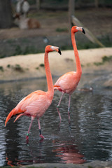 flamingo in zoo