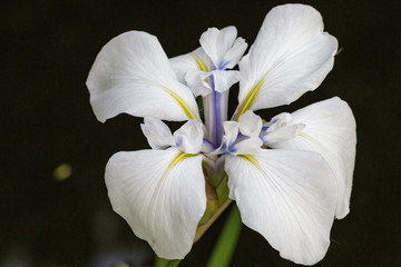 Lilie Blume makro