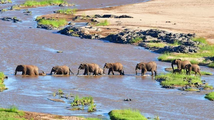 Tuinposter olifanten die de Olifant-rivier oversteken, avondopname, Kruger National Park © gallas