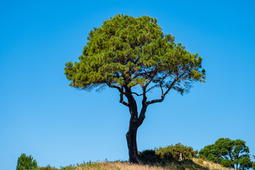 Fototapeta premium A lonely tree in the nature with blue sky in summer.