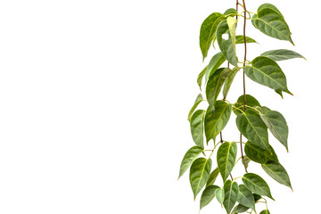 Bueatiful vine plant of the frame isolated on white background. Green climbing ivy copy space for text.