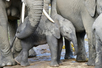 Fototapeta premium cute two week elephant baby inside of herd,Kruger national park,South Africa