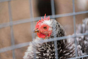 chickens on the farm