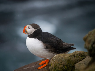Profile view of the puffin bird (fratercula arctica), which standing on a rocky cliff over surf water of the atlantic ocean and looking on ocean (Latrabjarg region, Iceland)