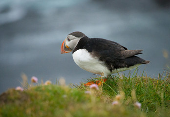 Atlantic puffin standing on a grassy cliff over surf water of the atlantic ocean and looking on ocean (Latrabjarg region, Iceland)