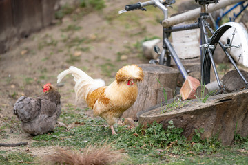 chickens on the farm