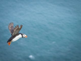 Atlantic puffin flying over atlantic ocean water