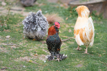 Naklejka na ściany i meble unusual cock and hen