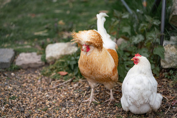unusual cock and hen