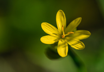 Sumpfdotterblume Blume