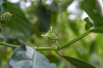 Obraz premium Many Fire ants on Tahitian noni tree, focus selective