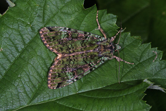 Anaplectoides Prasina ([DENIS & SCHIFFERMÜLLER], 1775) Grüne Heidelbeereule DE, RLP, Kröv (Mosel) 29.06.2013