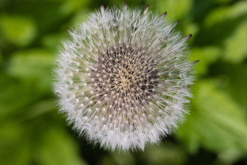 Obraz premium Pusteblume