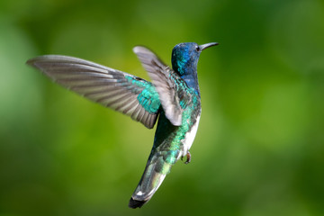 Fototapeta na wymiar White-necked Jacobin hummingbird hovering with a bokeh background. Hovering blue hummingbird with green background.