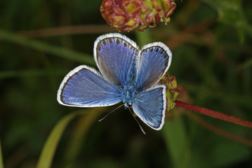 Plebejus argus (LINNAEUS, 1758) Argus-Bläuling DE, NRW, Dahlem (Eifel) 30.06.2013