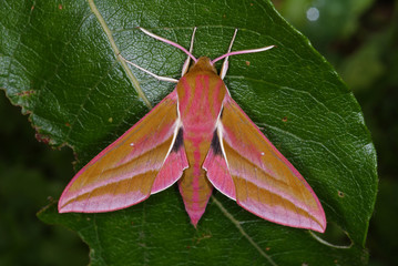 Deilephila elpenor (LINNAEUS, 1758) Mittlerer Weinschwärmer DE, RLP, Kröv (Mosel) 29.06.2013