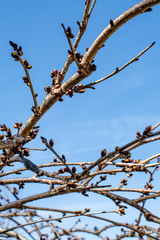 Branches