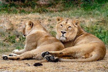 Fototapeta na wymiar Lion male and female resting