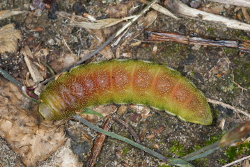 Aglia tau (LINNAEUS, 1758) Nagelfleck , Raupe vor Verpuppung DE, NRW, Wuppertal, Deilbachtal 02.07.2013