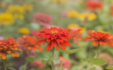 pink flowers bloom beautifully for background