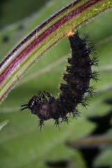 Araschnia levana (LINNAEUS, 1758) Landkärtchen , Raupe vor Verpuppung DE, RLP, Kröv (Mosel) 06.07.2013