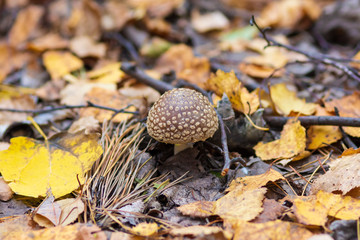 mushrooms in the forest with autumn