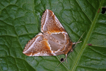 Obraz premium Habrosyne pyritoides (HUFNAGEL, 1766) Achat-Eulenspinner DE, NRW, Wuppertal, Gelpetal 12.07.2013