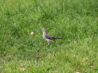 Mockingbird Song Bird  Scouts for Insects