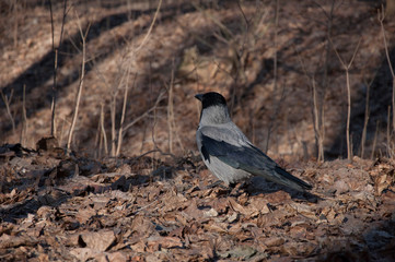 Moscow, animals, crow