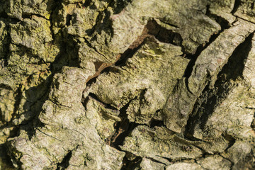 tree bark, texture, background