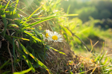 daisies in the field are sunbeams