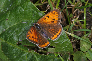 Lycaena dispar Großer Feuerfalter, Weibchen DE, RLP, Ürzig (Mosel), Maringer Wies 29.06.2013